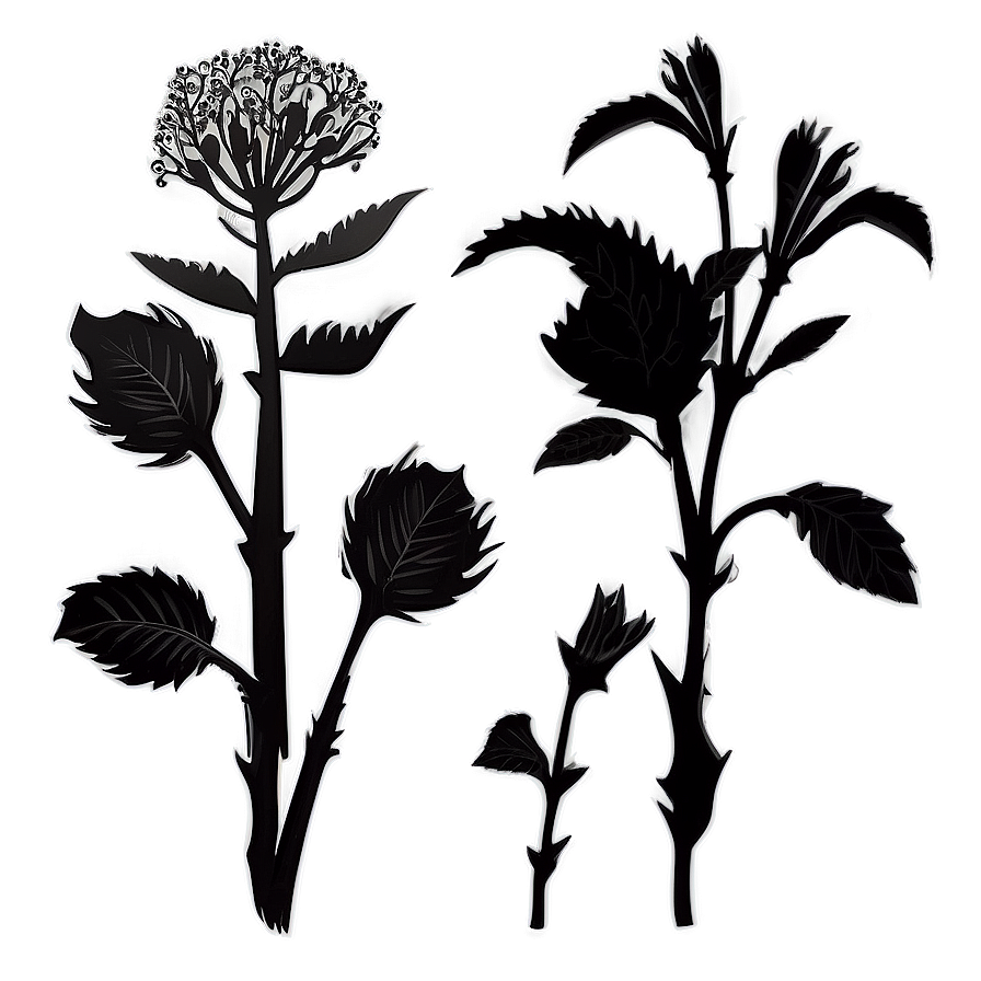 Organic Flower Silhouette Png 06262024 PNG image