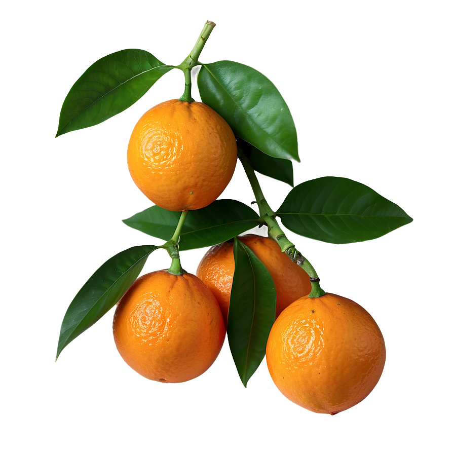 Organic Fresh Orange Png Tvq PNG image