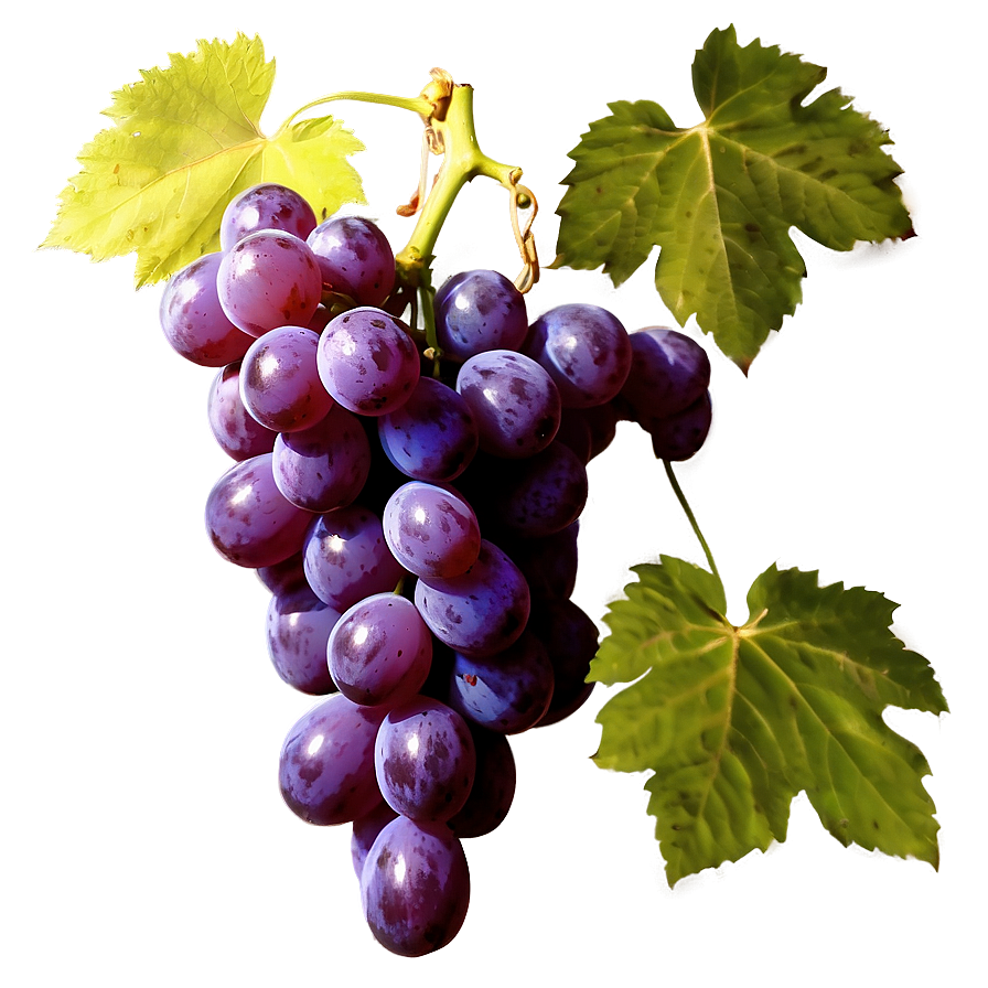 Organic Grape Picture Png 39 PNG image