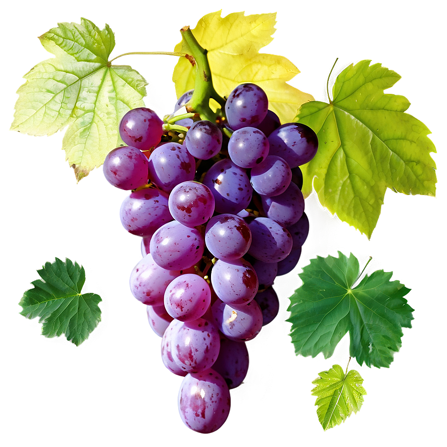 Organic Grape Picture Png Emc PNG image