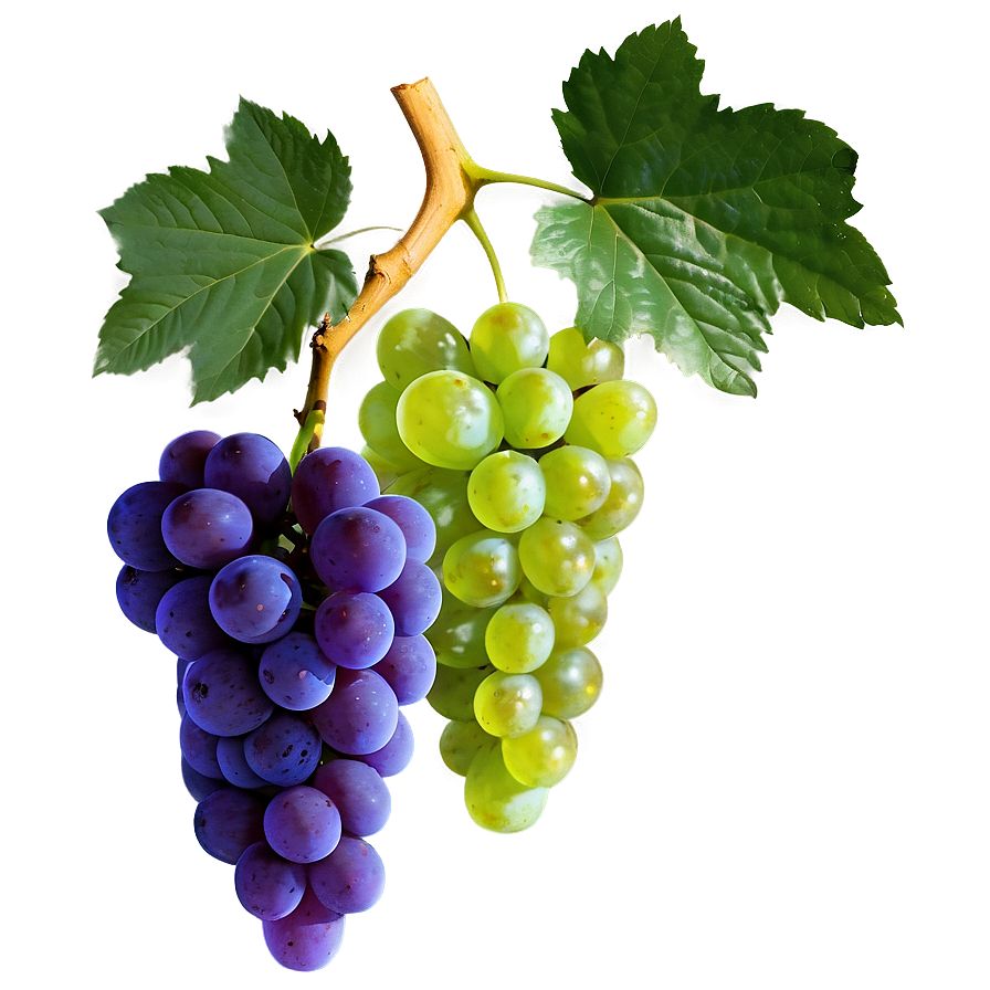 Organic Grape Png Ssq PNG image