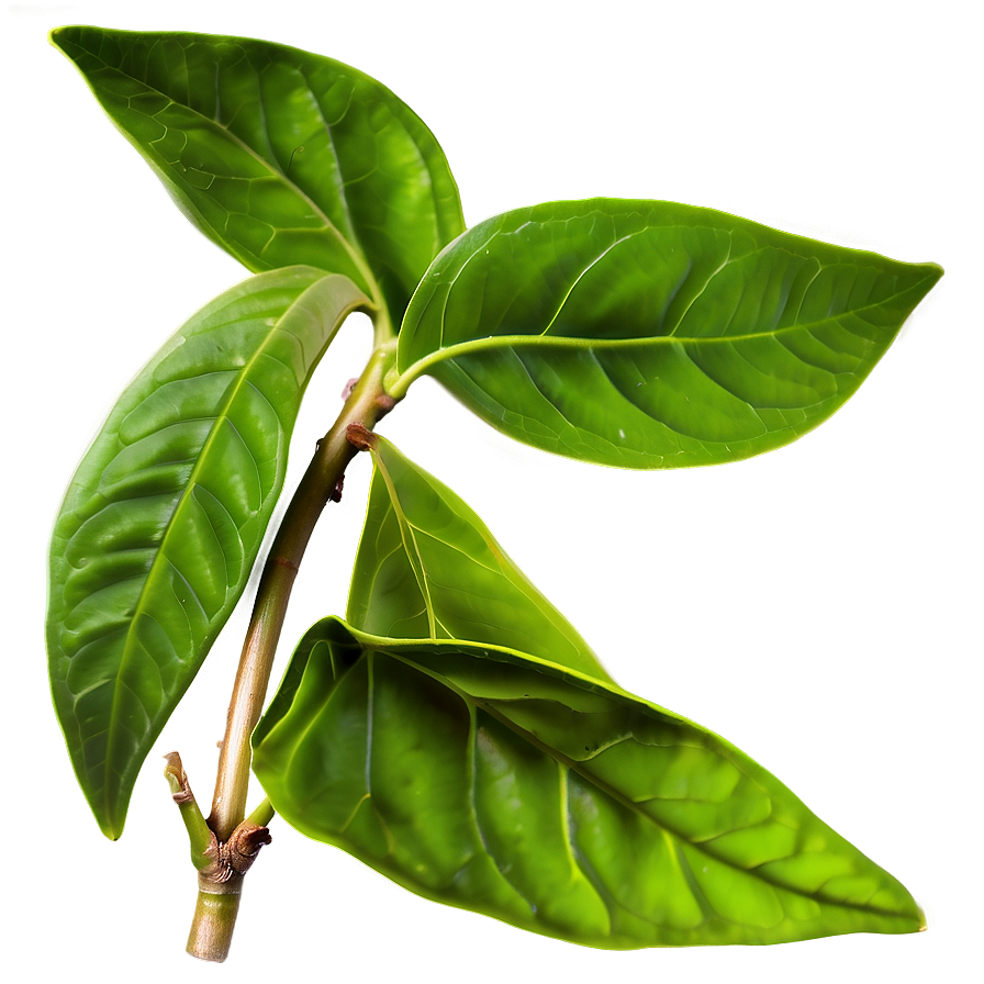 Organic Green Tea Leaves Png 91 PNG image