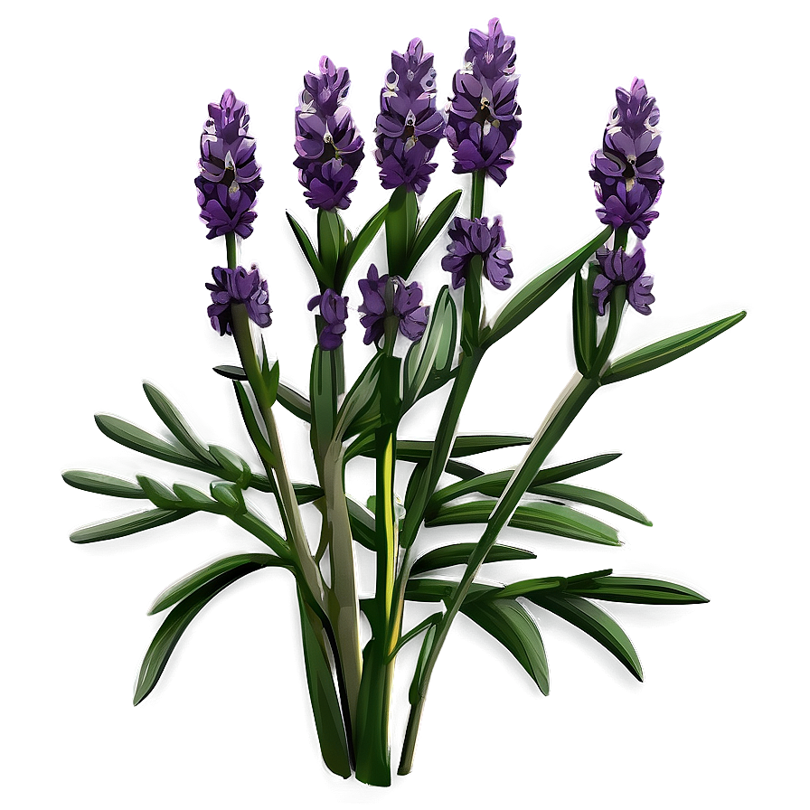 Organic Lavender Plant Png 06132024 PNG image