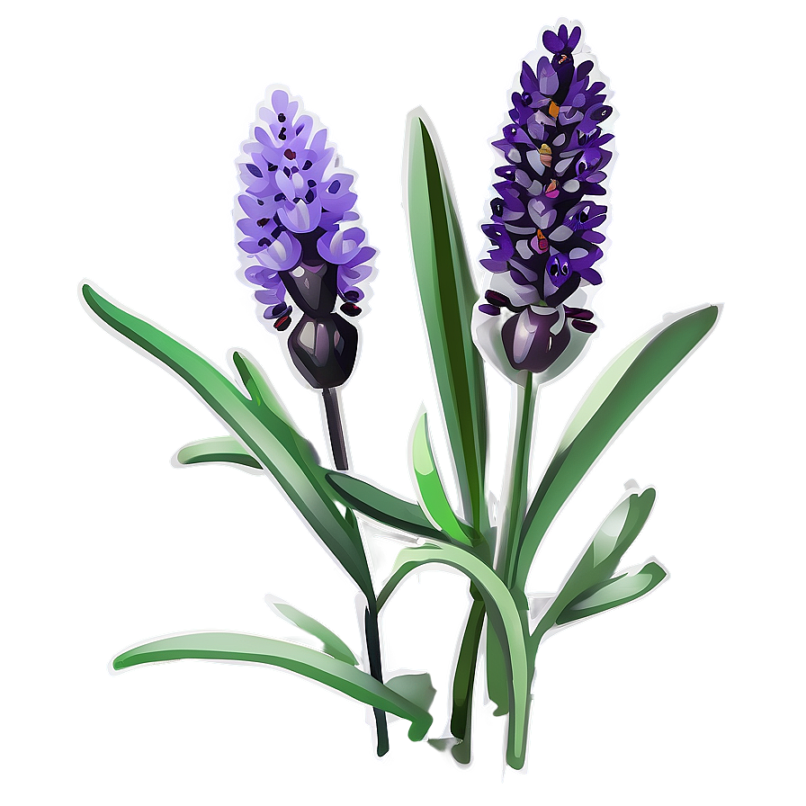 Organic Lavender Plant Png Qui PNG image