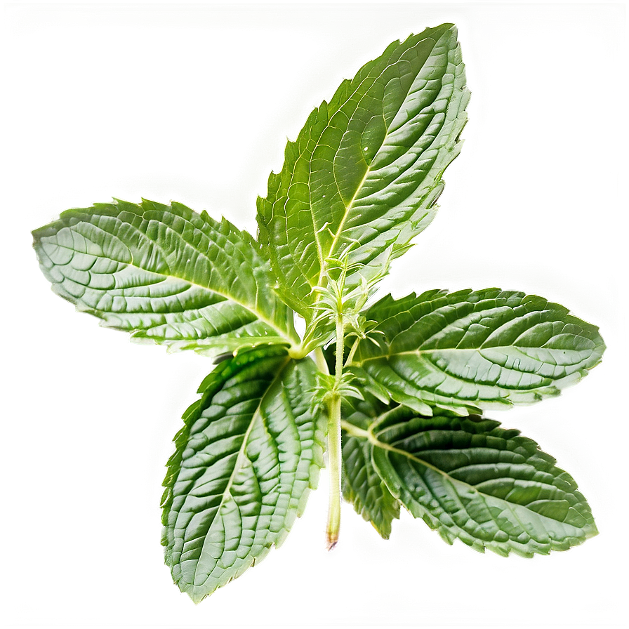 Organic Mint Leaf Png 29 PNG image