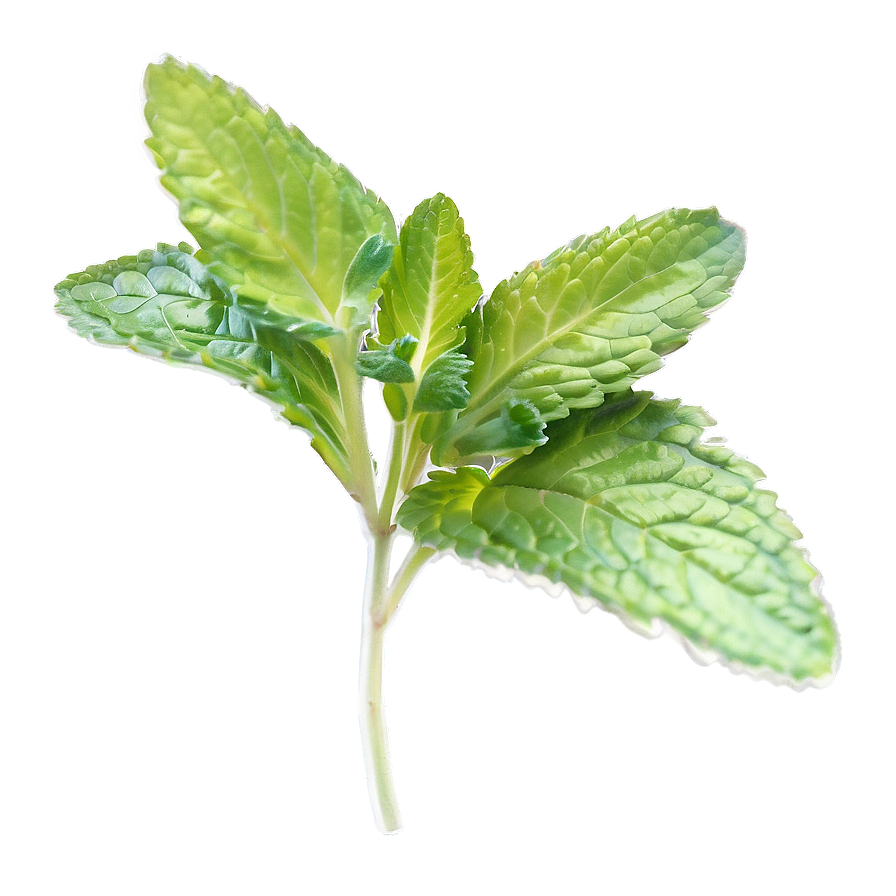 Organic Mint Leaf Png 76 PNG image