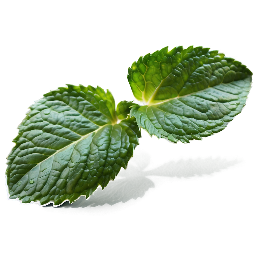 Organic Mint Leaves Png Cwq PNG image