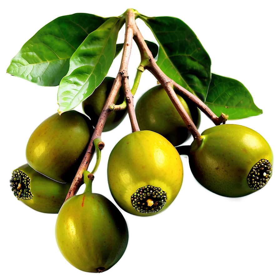 Organic Passion Fruit Harvest Png Pom PNG image