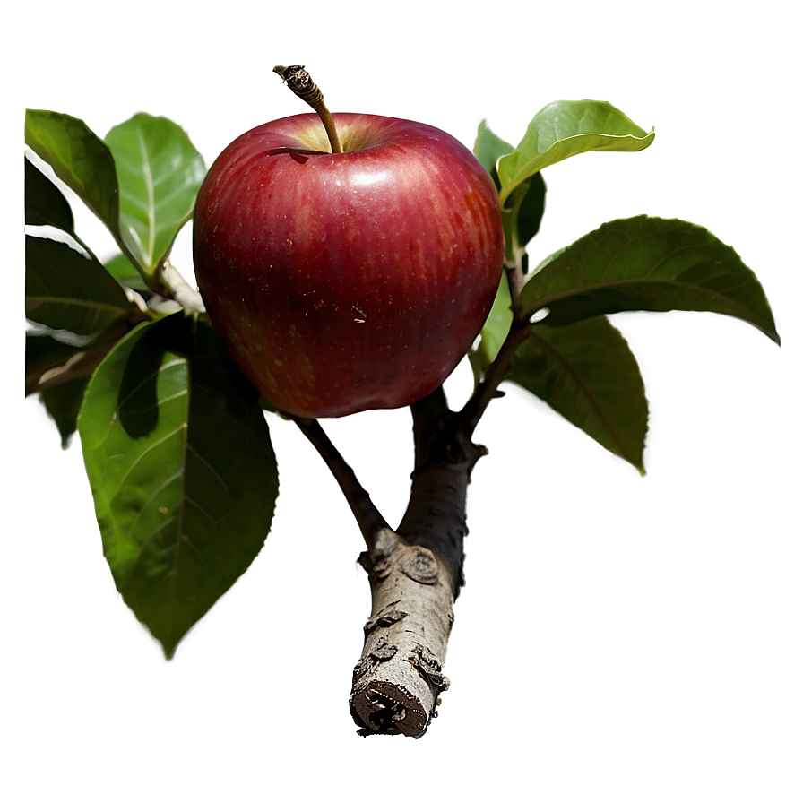 Organic Red Apple Png 06272024 PNG image