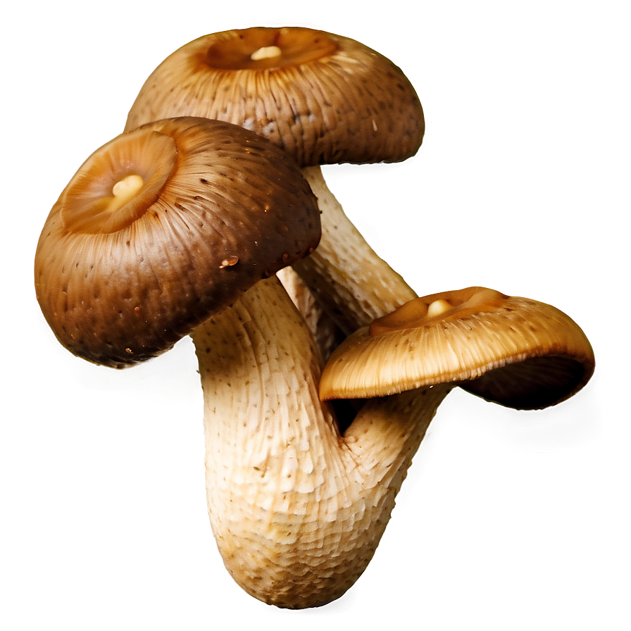 Organic Shiitake Mushroom Png Uge PNG image