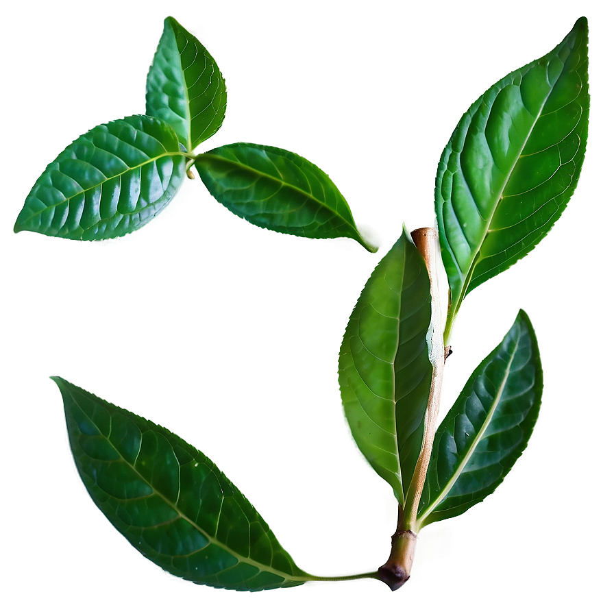 Organic Tea Leaf Png 71 PNG image