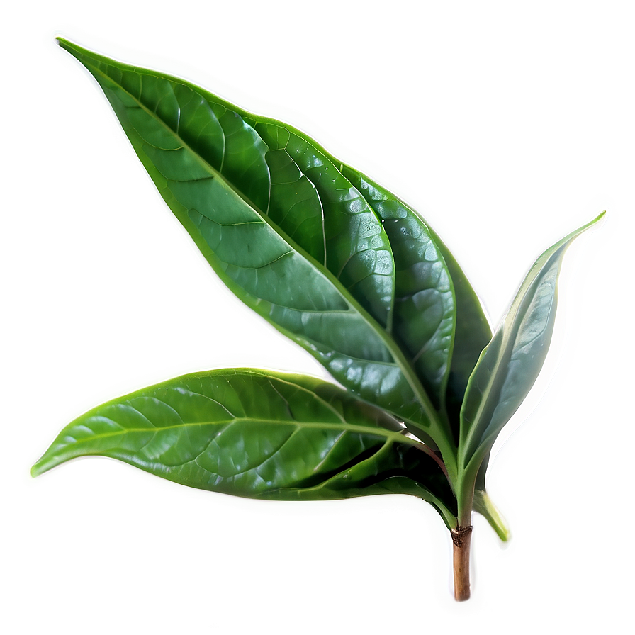 Organic Tea Leaf Png Ggx PNG image