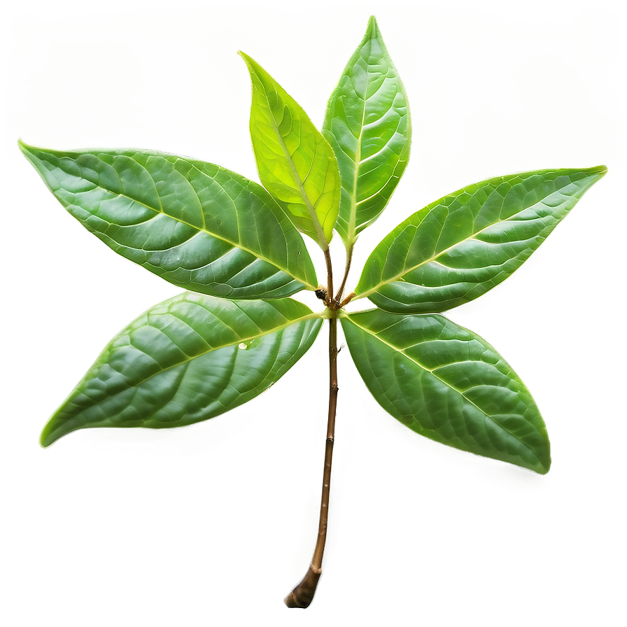 Organic Tea Leaf Png Qcf50 PNG image