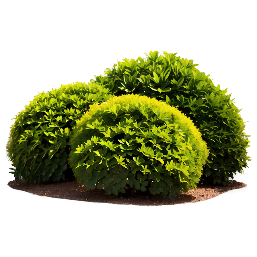 Ornamental Shrubs Png 3 PNG image