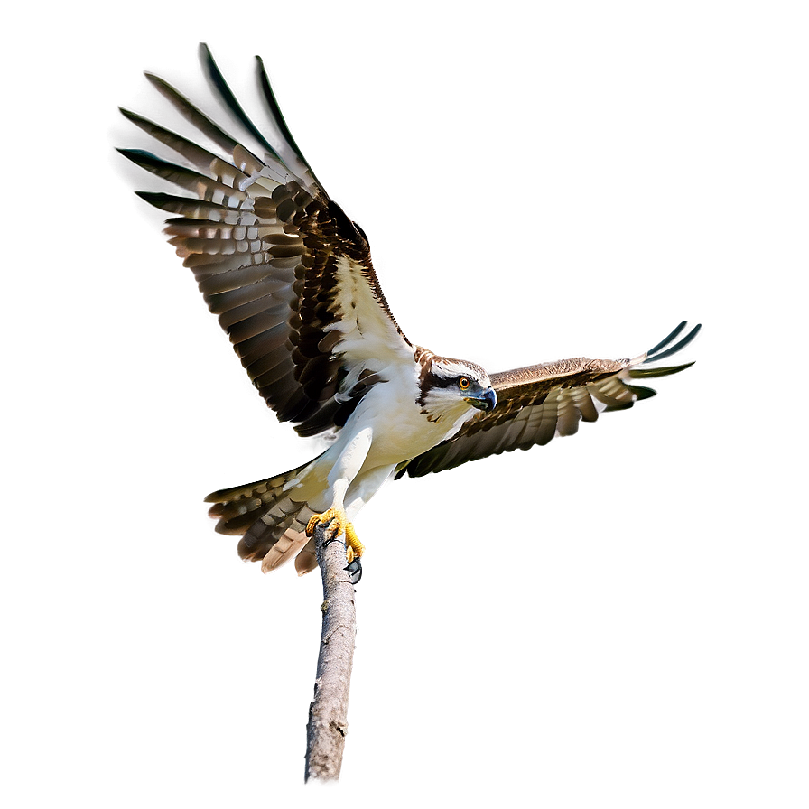 Osprey Bird Flying Png 37 PNG image