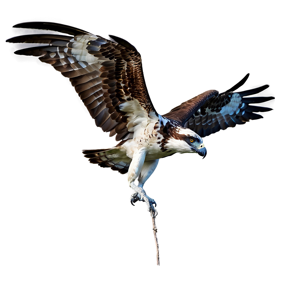 Osprey Bird Flying Png Kyf50 PNG image