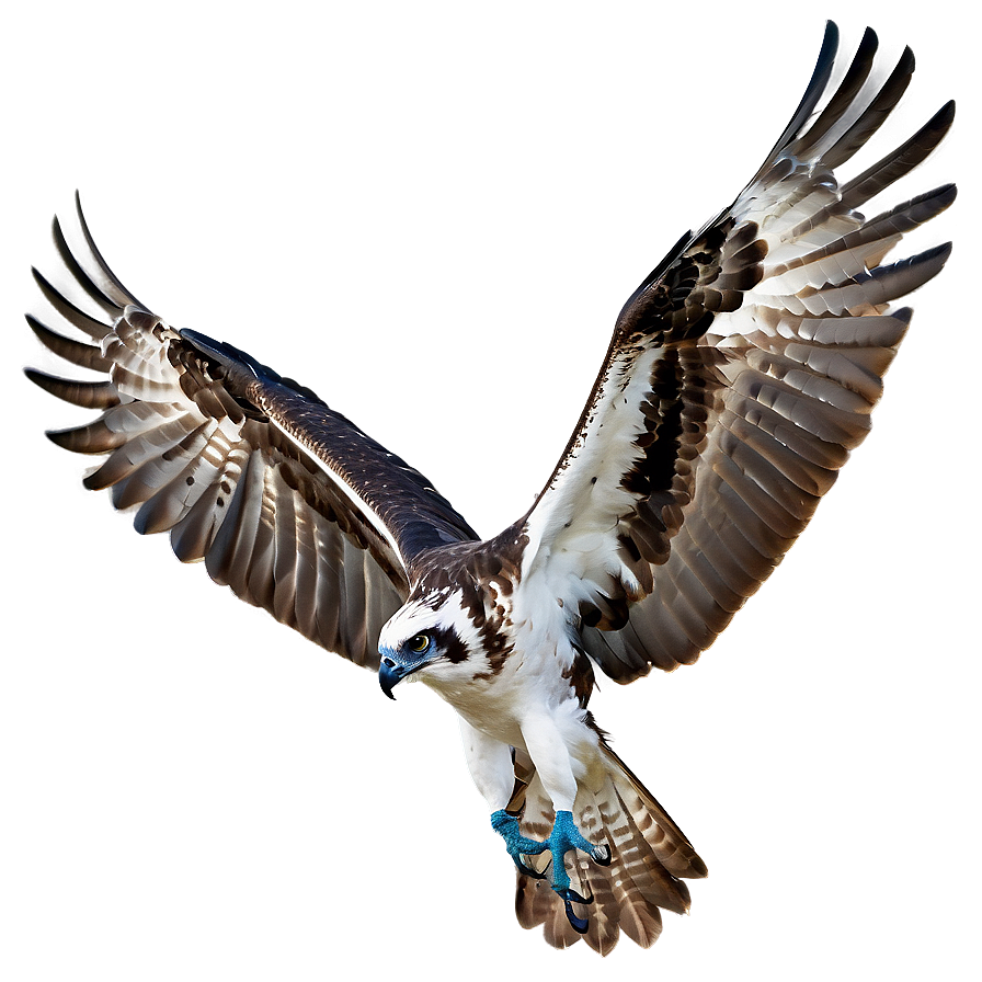 Osprey Calling Sound Png 06292024 PNG image