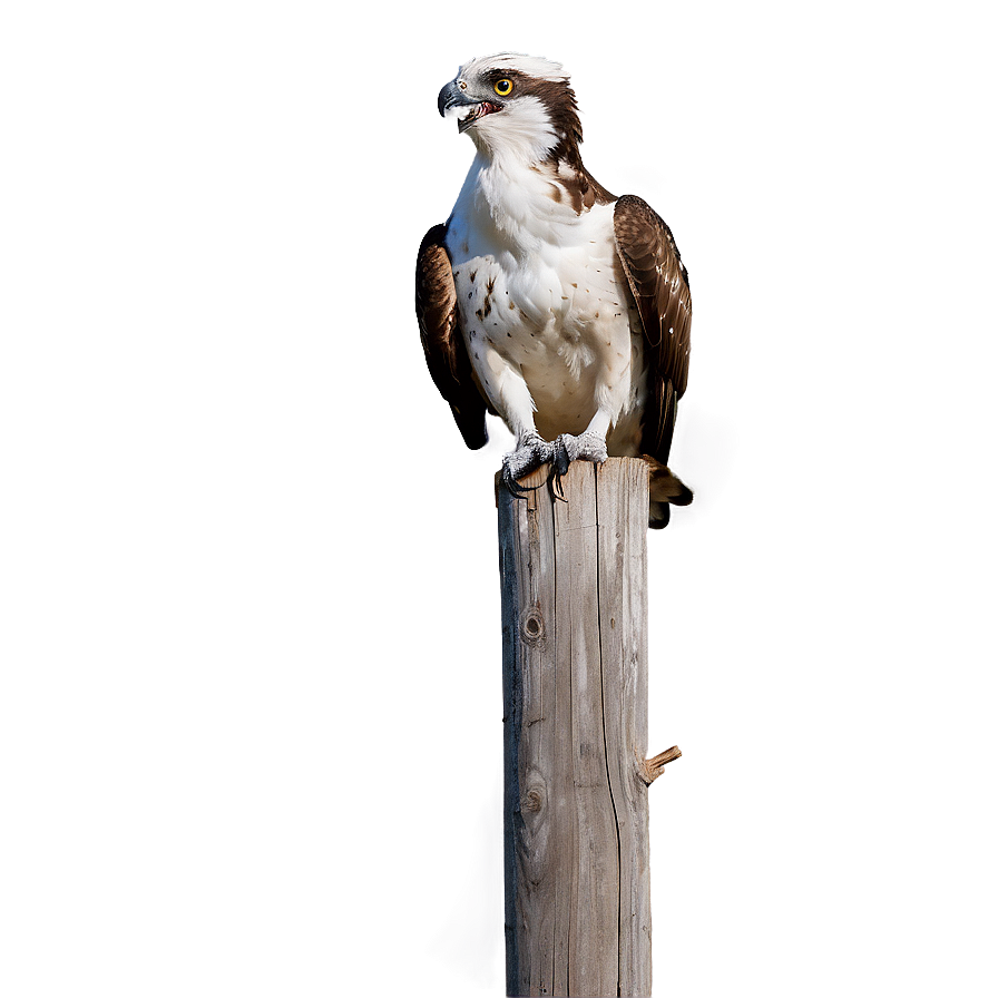 Osprey Calling Sound Png 17 PNG image