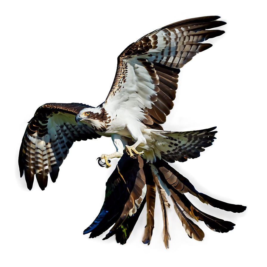 Osprey Catching Fish Png 06292024 PNG image