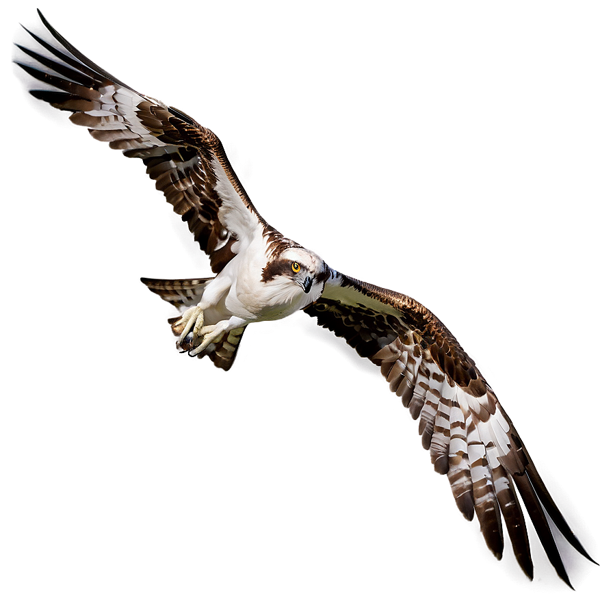 Osprey Catching Fish Png Mgh89 PNG image