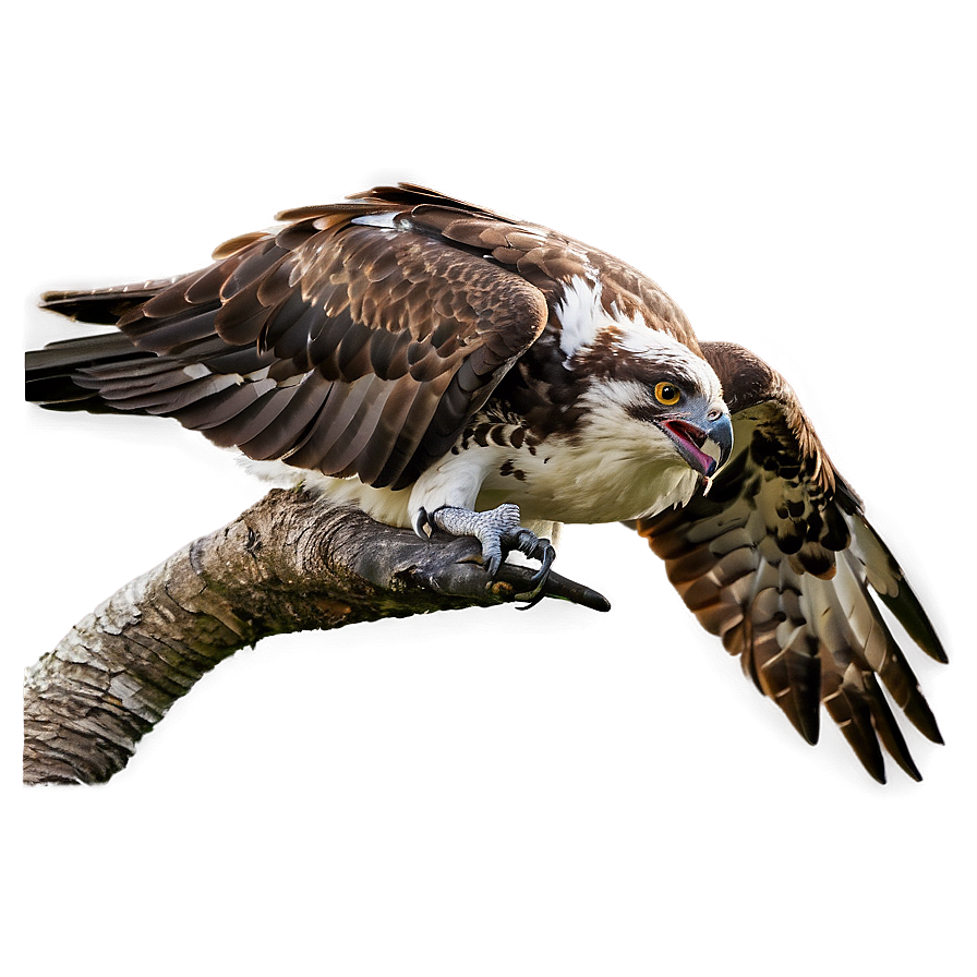 Osprey Chick Feeding Png 71 PNG image