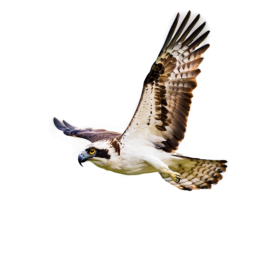 Osprey Diving At Sunset Png 33 PNG image