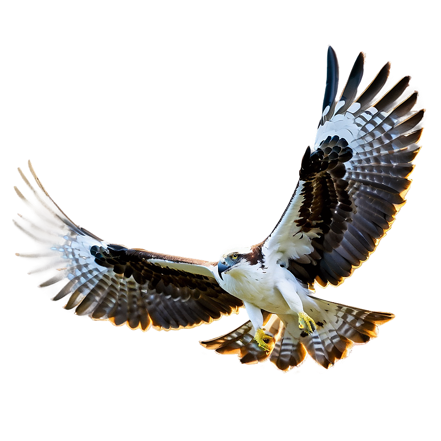 Osprey Eyesight Focus Png 89 PNG image