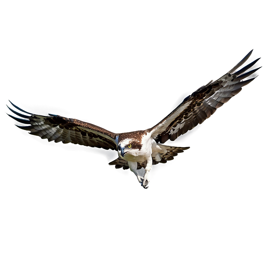 Osprey In Mid-dive Png 06292024 PNG image