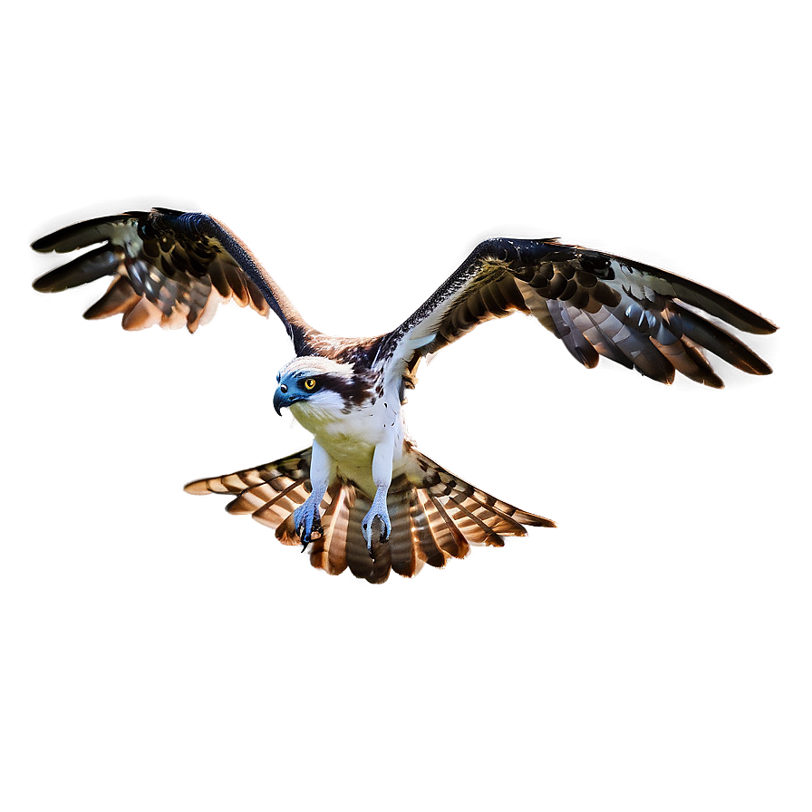 Osprey In Mid-dive Png 21 PNG image