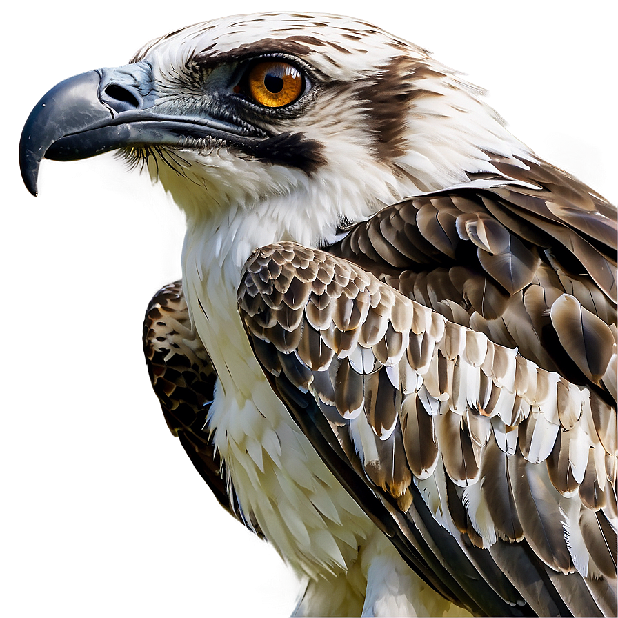 Osprey In Natural Habitat Png Upc PNG image