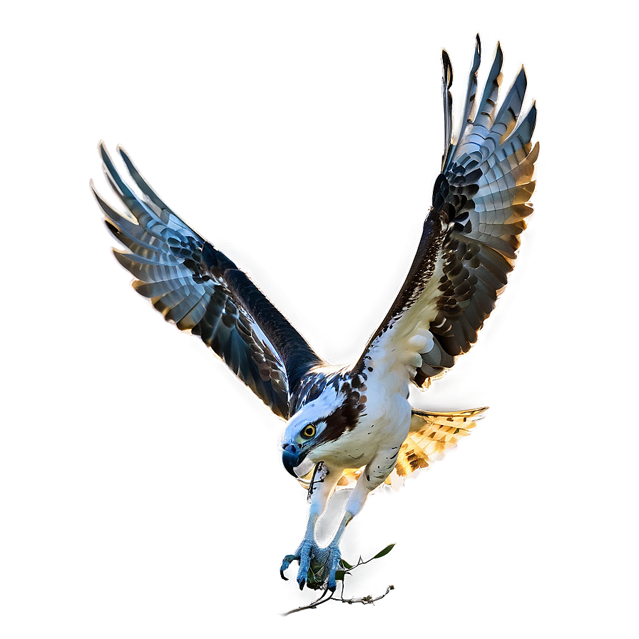 Osprey In The Golden Hour Png Npl PNG image