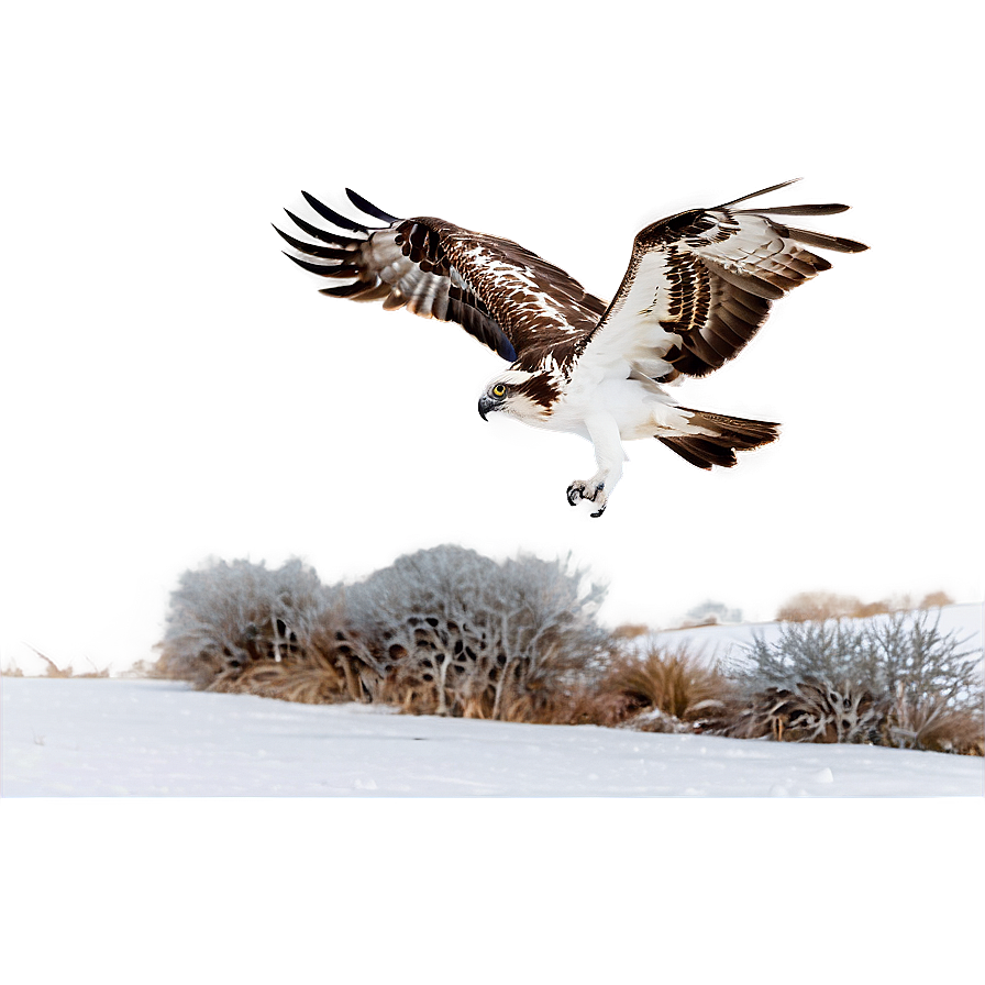 Osprey In Winter Scene Png 48 PNG image