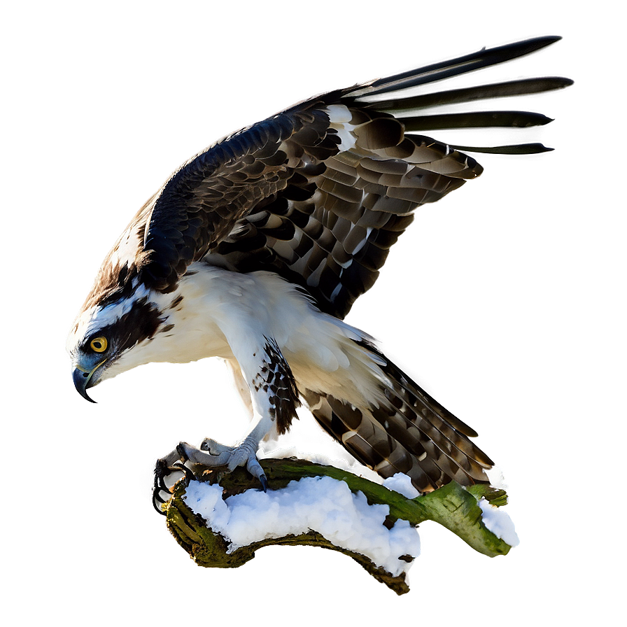 Osprey In Winter Scene Png Ceg88 PNG image