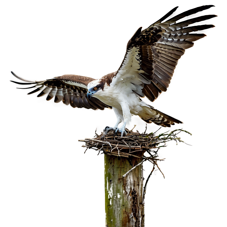 Osprey Nest Building Png 48 PNG image