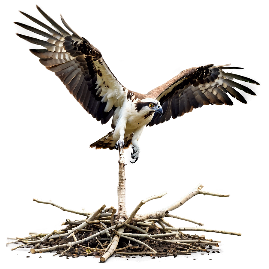 Osprey Nest Building Png Vym PNG image