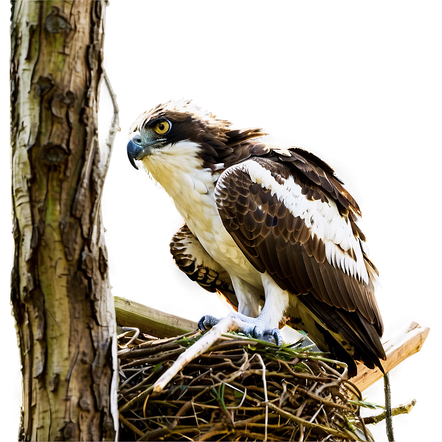 Osprey Nest Protection Png 50 PNG image