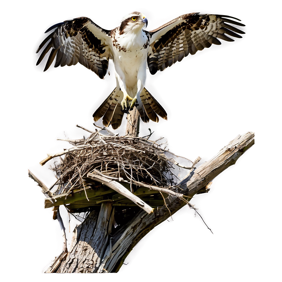 Osprey Nesting Behavior Png 3 PNG image