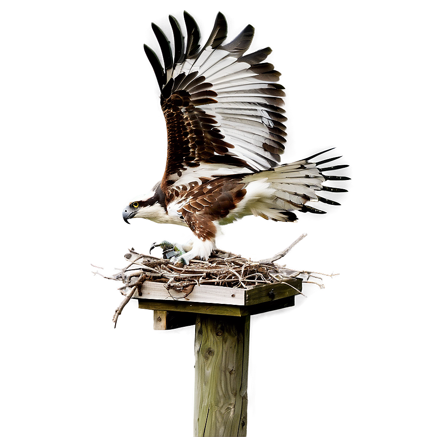 Osprey Nesting Behavior Png Qcs PNG image