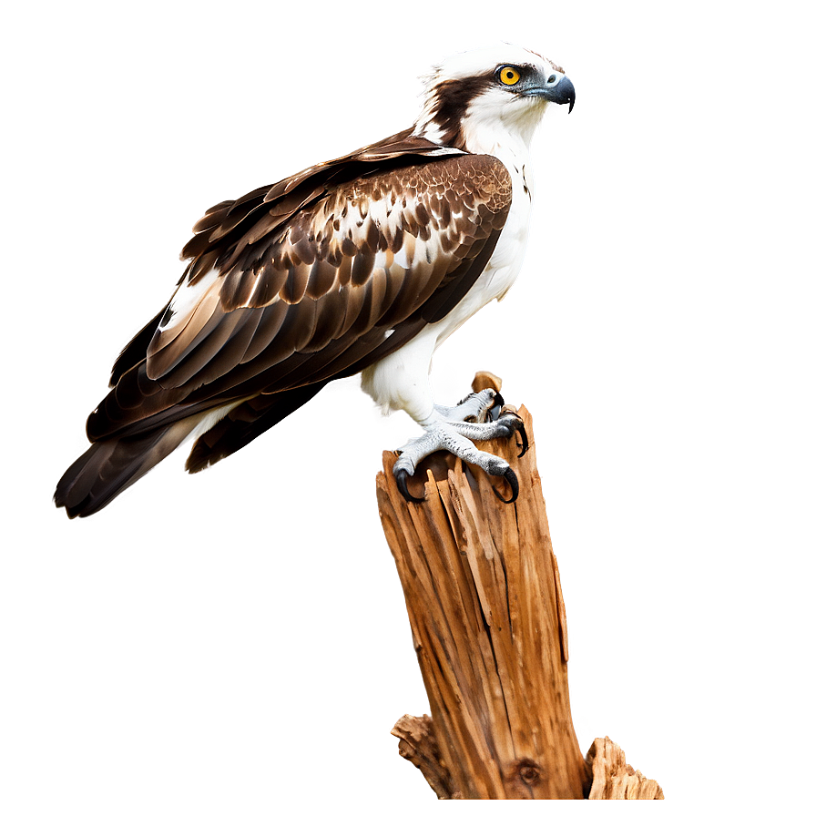 Osprey Perched On Branch Png 06292024 PNG image