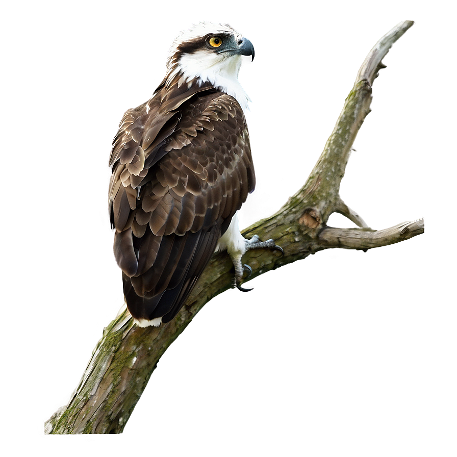 Osprey Perched On Branch Png Ima PNG image