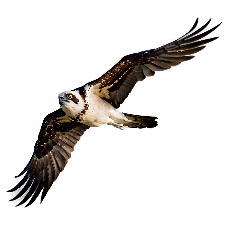 Osprey Silhouette At Dawn Png Dhs87 PNG image