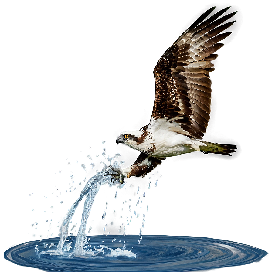 Osprey Splashing Into Water Png 68 PNG image