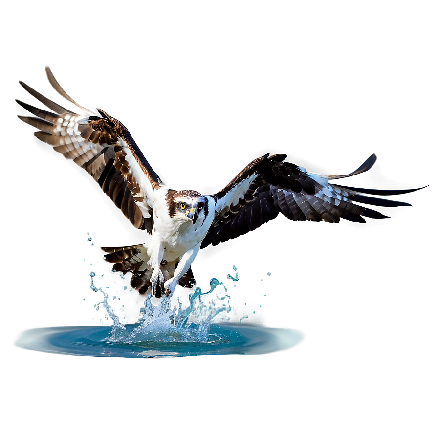 Osprey Splashing Into Water Png Eyj1 PNG image