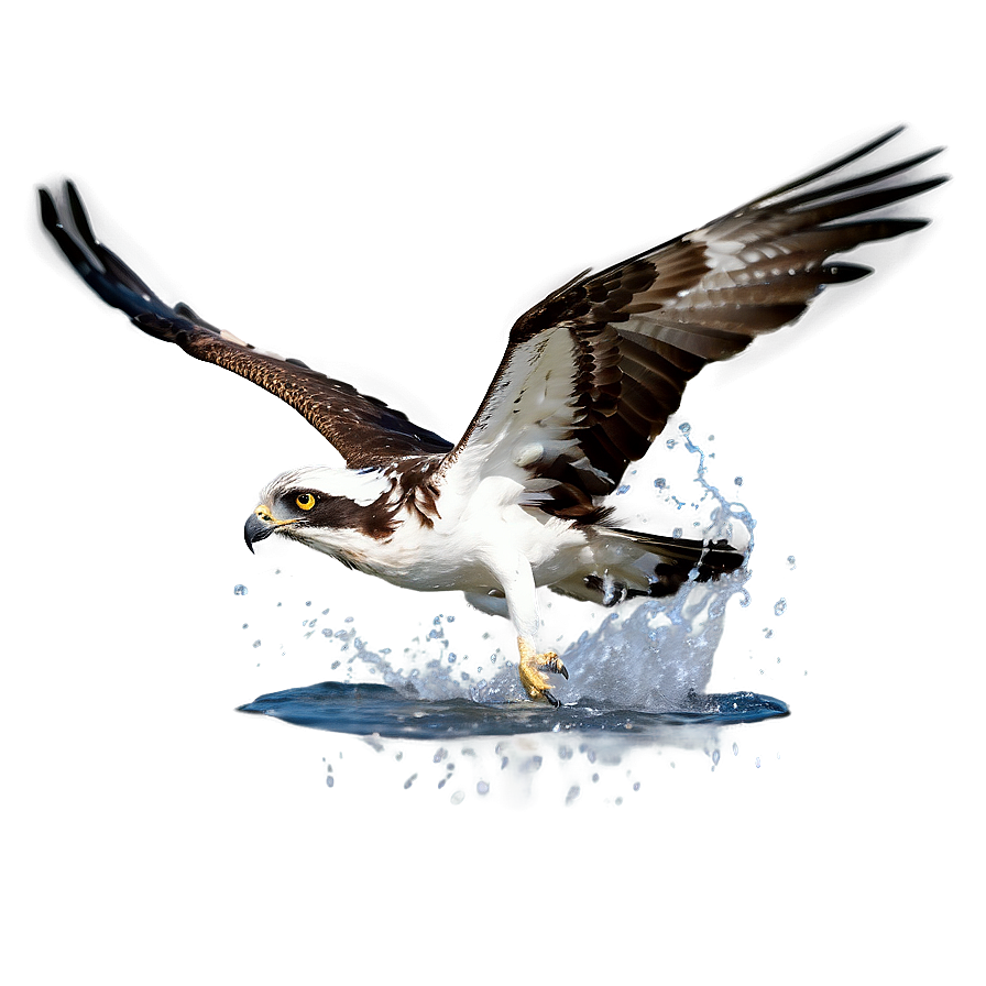 Osprey Splashing Into Water Png Ska PNG image