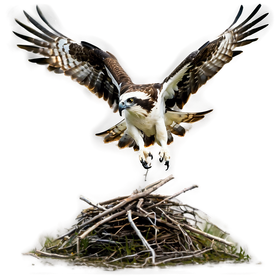 Osprey Taking Off From Nest Png 45 PNG image