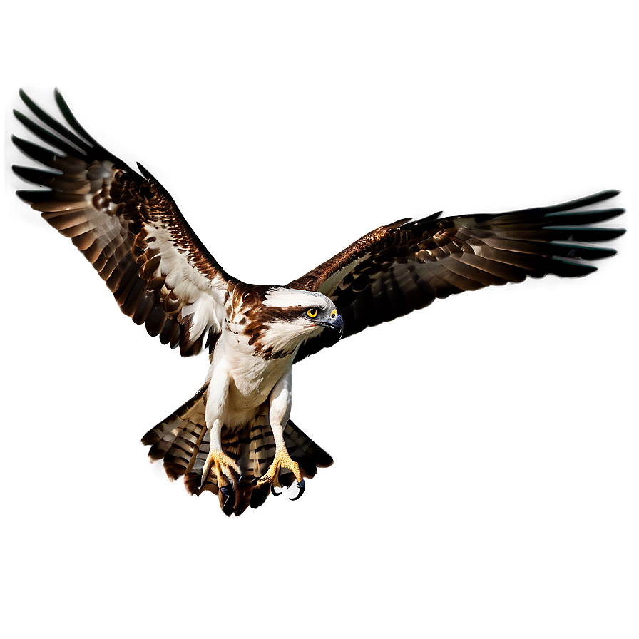 Osprey With Extended Wings Png 06292024 PNG image