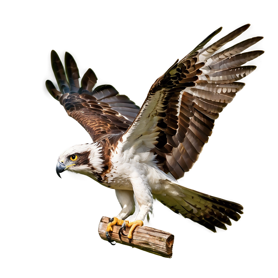 Osprey With Extended Wings Png Biy76 PNG image