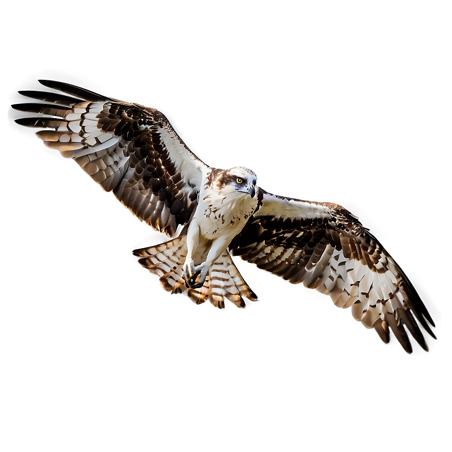 Osprey With Extended Wings Png Xjr17 PNG image