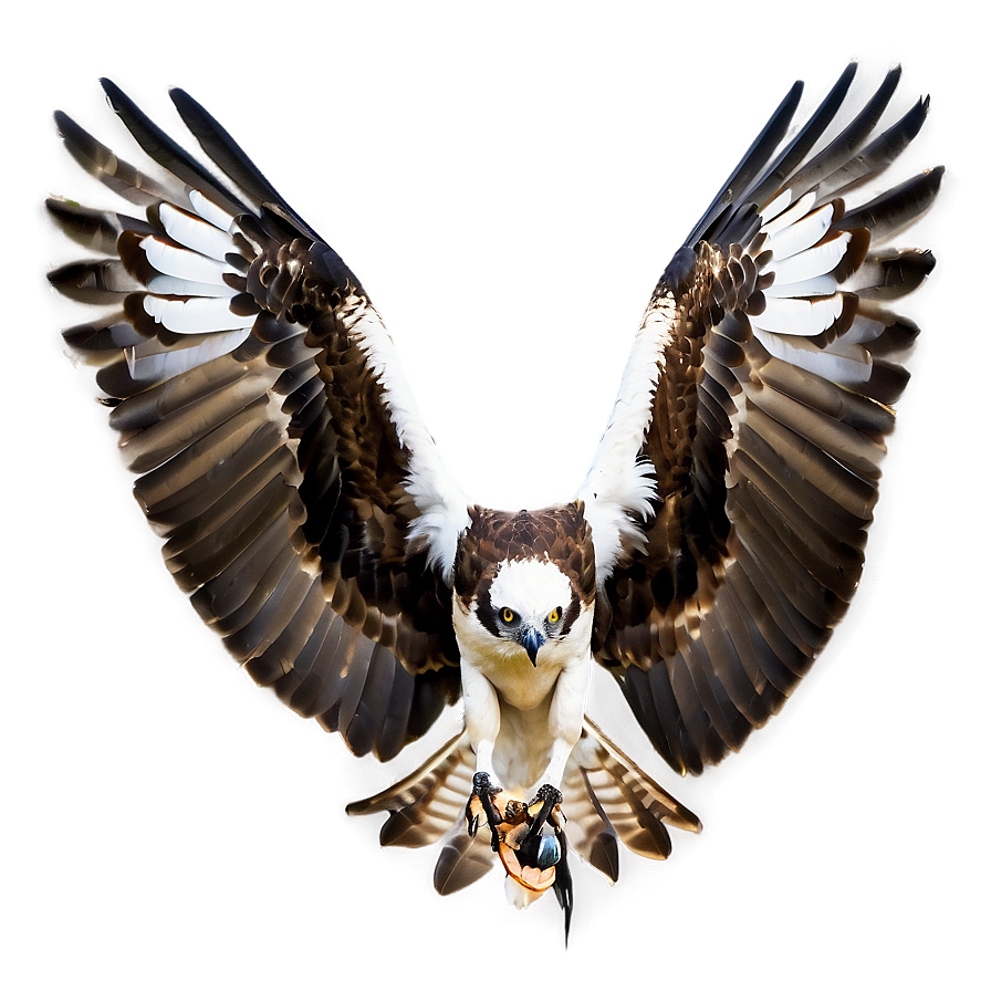 Osprey With Wings Spread Png 06292024 PNG image