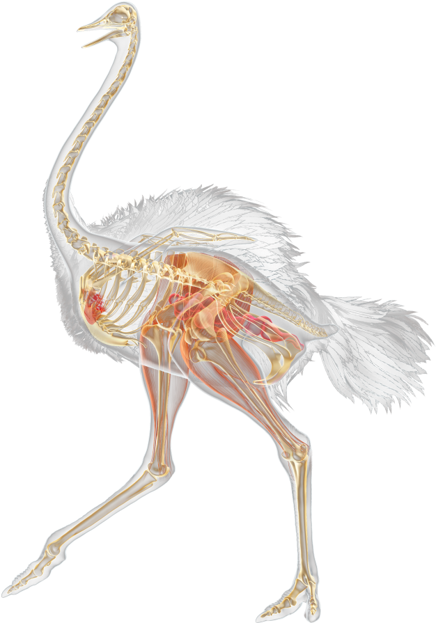 Ostrich Anatomy Illustration PNG image